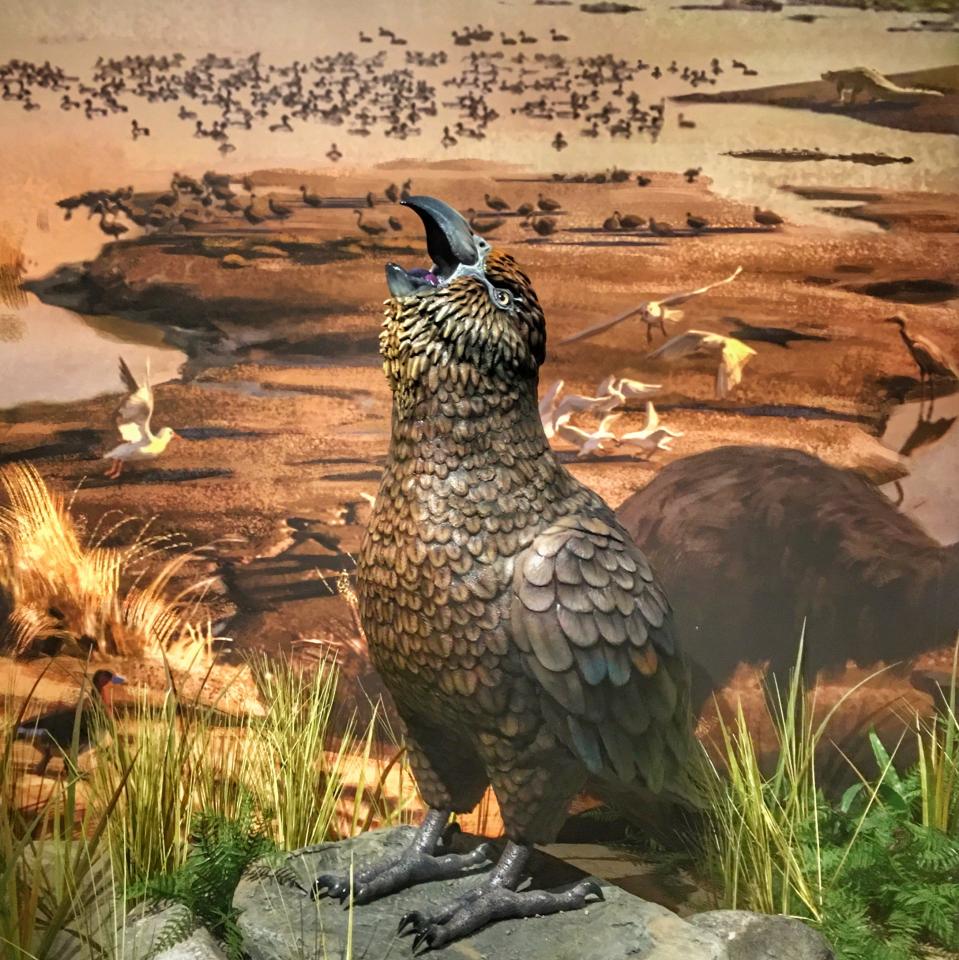 Extinct Bird Of New Zealand Crossword prntbl concejomunicipaldechinu Extinct Bird Of New Zealand Crossword prntbl concejomunicipaldechinu